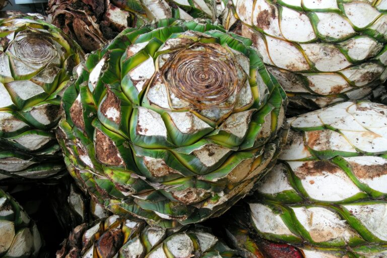 The Art of Tequila Making